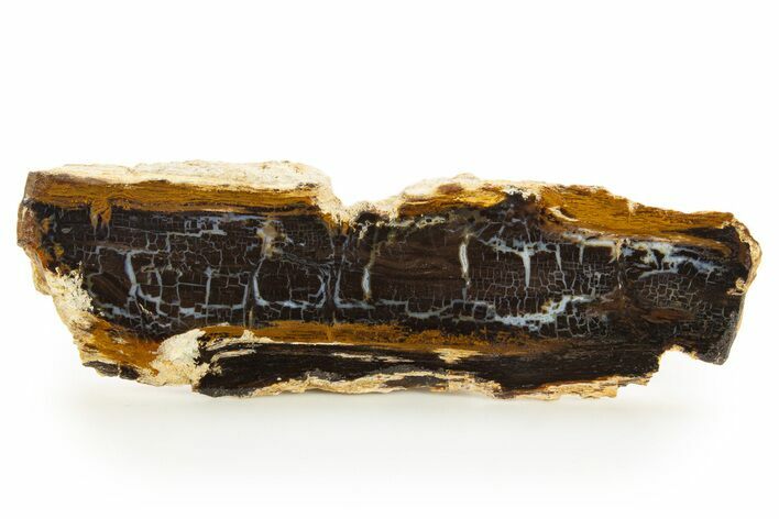 Polished Petrified Shrinkwood Section - Parker, Colorado #334936